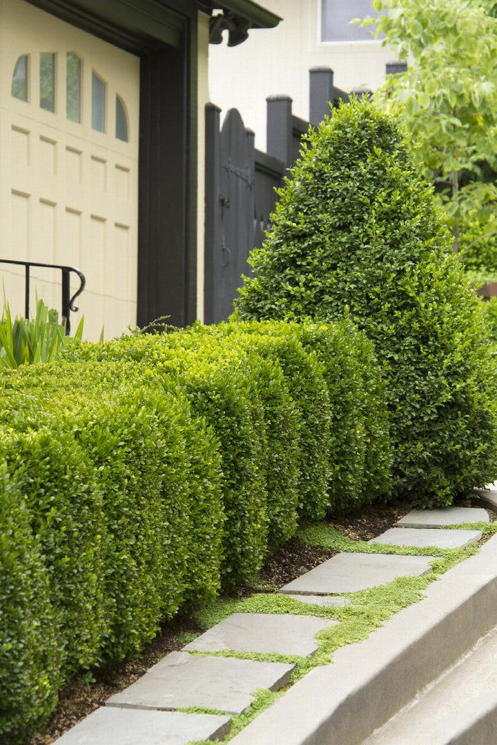 Green Mountain Boxwood