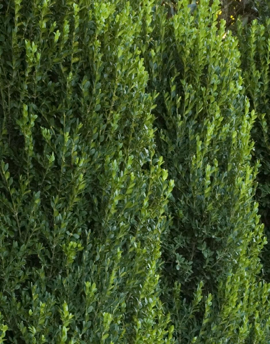 Green Mountain Boxwood