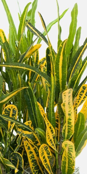 Croton Gold Dust / Bananas