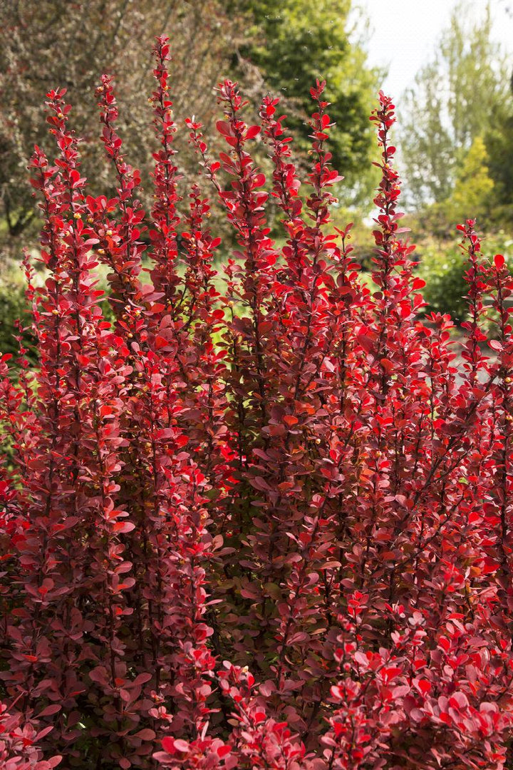 Orange / Golden Rocket Barberry