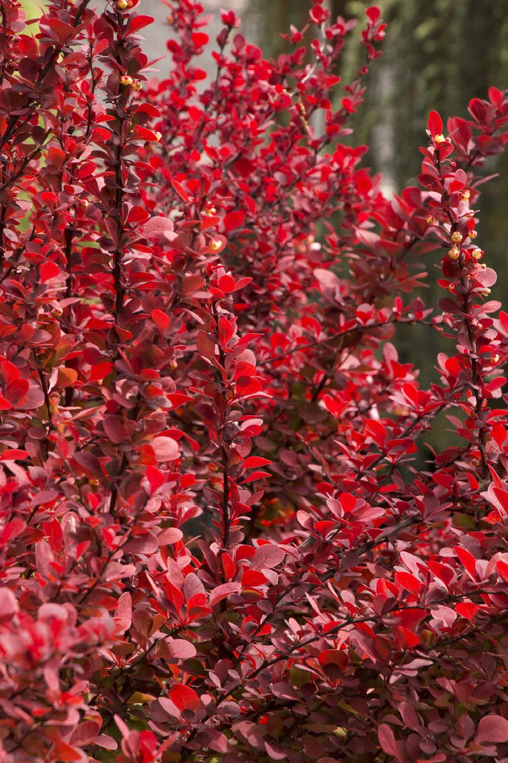 Orange / Golden Rocket Barberry