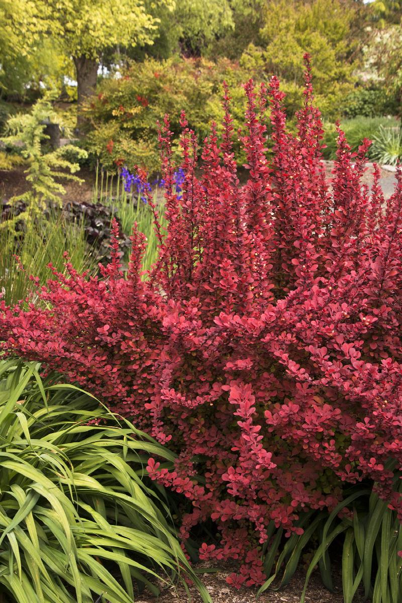 Orange / Golden Rocket Barberry