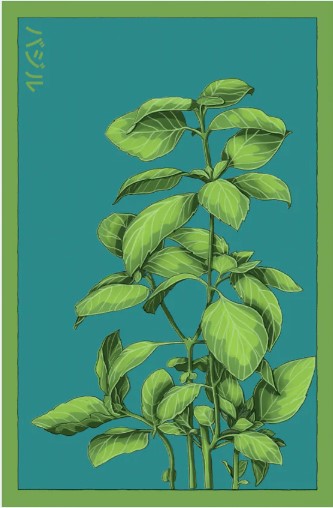 Basil Herb Seeds Pkt