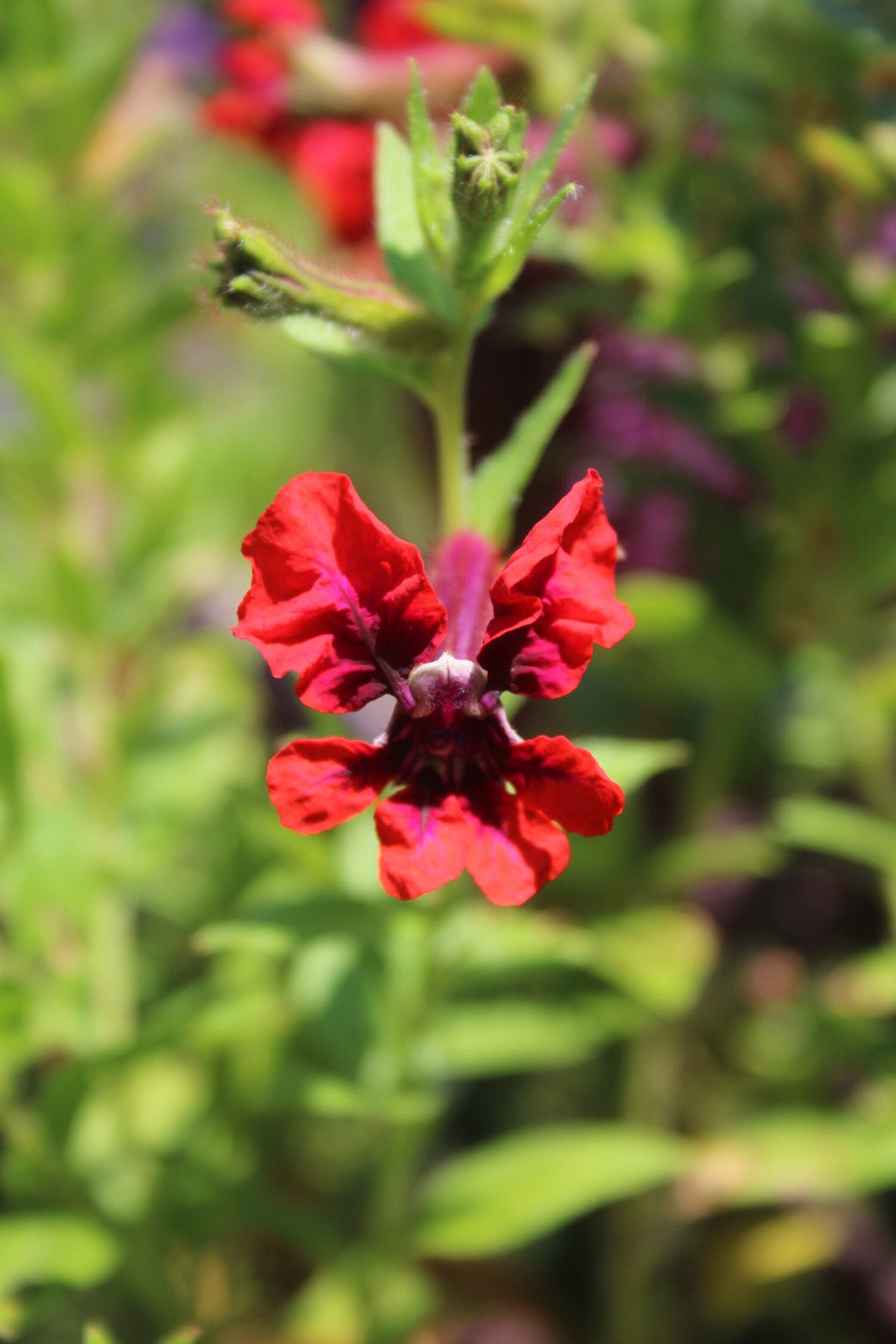 4" Fancy All Stars - Cuphea Firecracker/Bat Plant