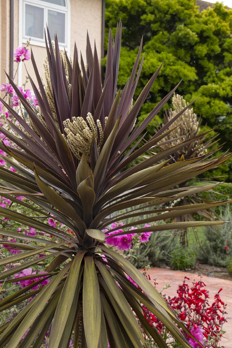 Bauer's Cordyline Dracaena - Thumbnail 2