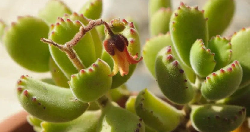 Bear Paw Succulent