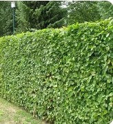 Beech, hedge form