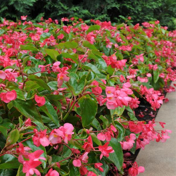 4" Fancy Annual All Stars Begonia Dragon Wing - Bronze & Pink