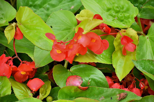 5" Fancy - Begonia Canary Wings 8's