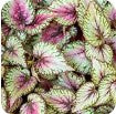 5" Fancy - Begonia 8's