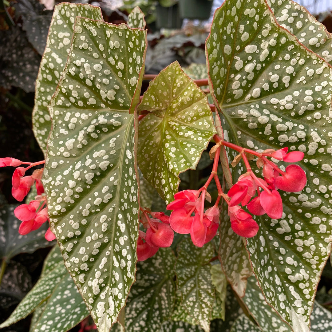 Begonia Snow Capped | Little Red Nursery, LLC Begonia Snow Capped | Little Red Nursery, LLC