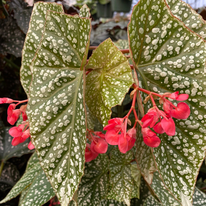 Begonia Snow Capped