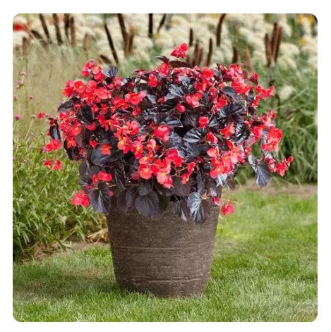 Begonia Viking™ Red on Chocolate