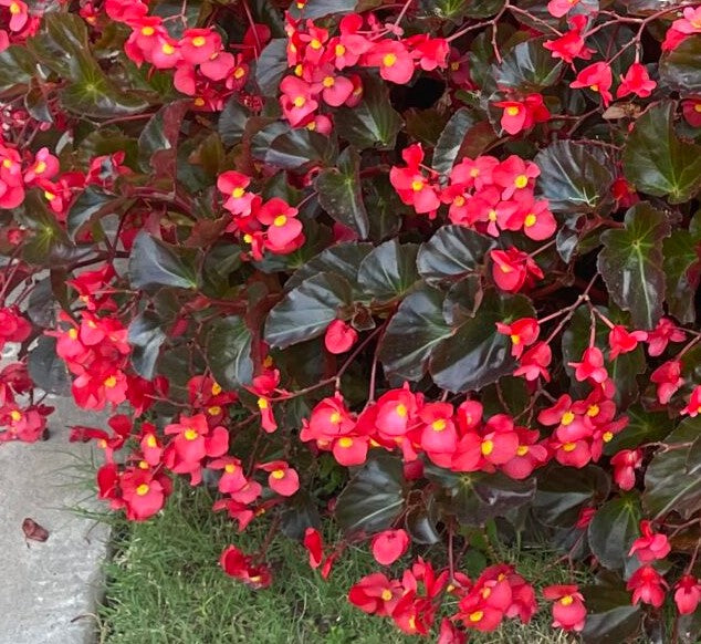 Begonia Viking™ Red on Chocolate