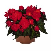 5" Fancy - Begonia 8's