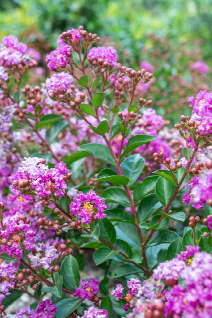 Bellini® Grape Crepe Myrtle