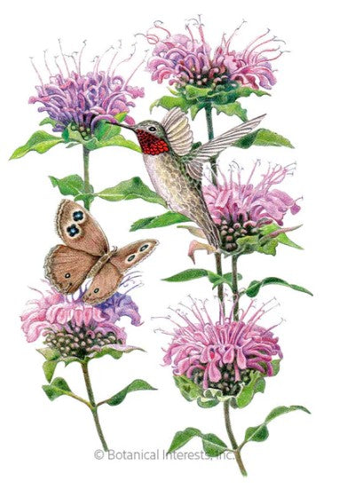 Wild Bergamot Seeds ORG