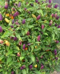 Ornamental Pepper Blaze