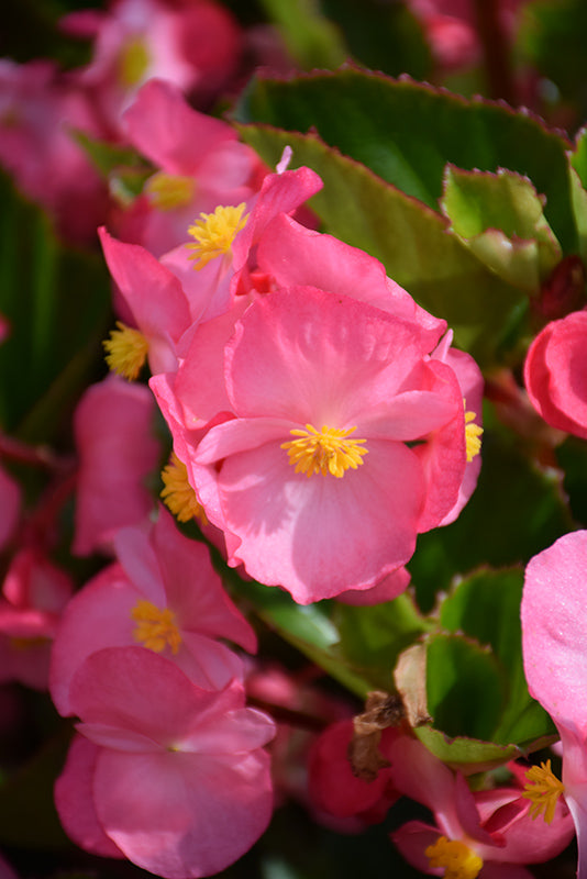 Begonia Greenleaf