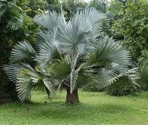 Bismarckia nobilis