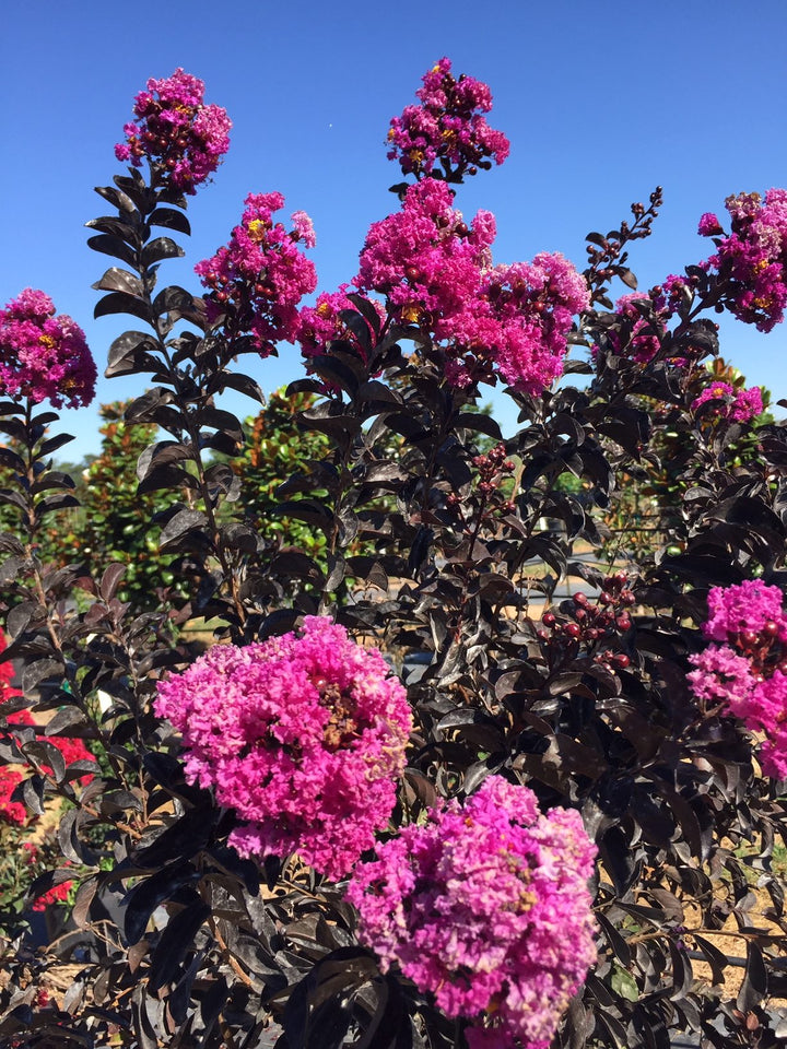 Black Diamond® Purely Purple Crape