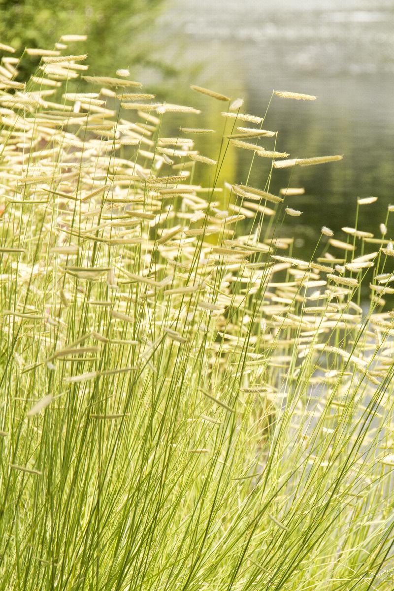 Blonde Ambition Blue Grama Grass