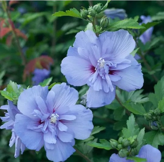 Hibiscus Syriacus, Althea, Rose of Sharon
