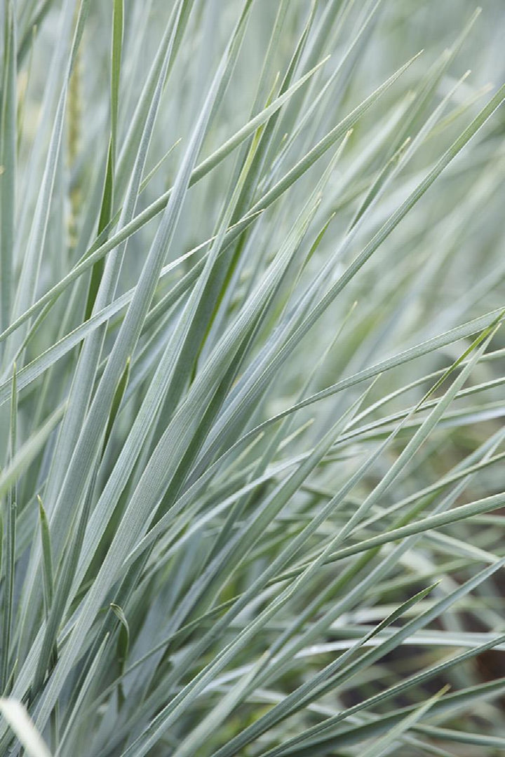 Blue Dune Lyme Grass