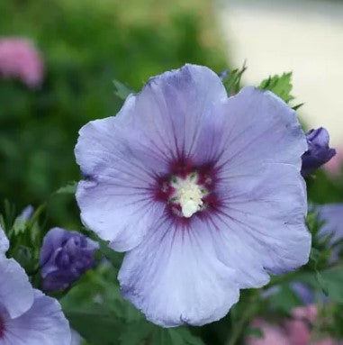 Hibiscus Syriacus, Althea, Rose of Sharon