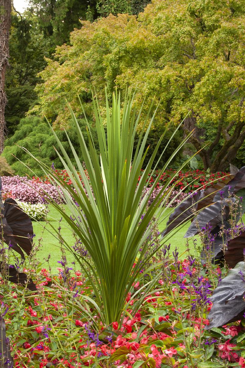 cordyline dracaena spikes CORDYLINE INDIVISA