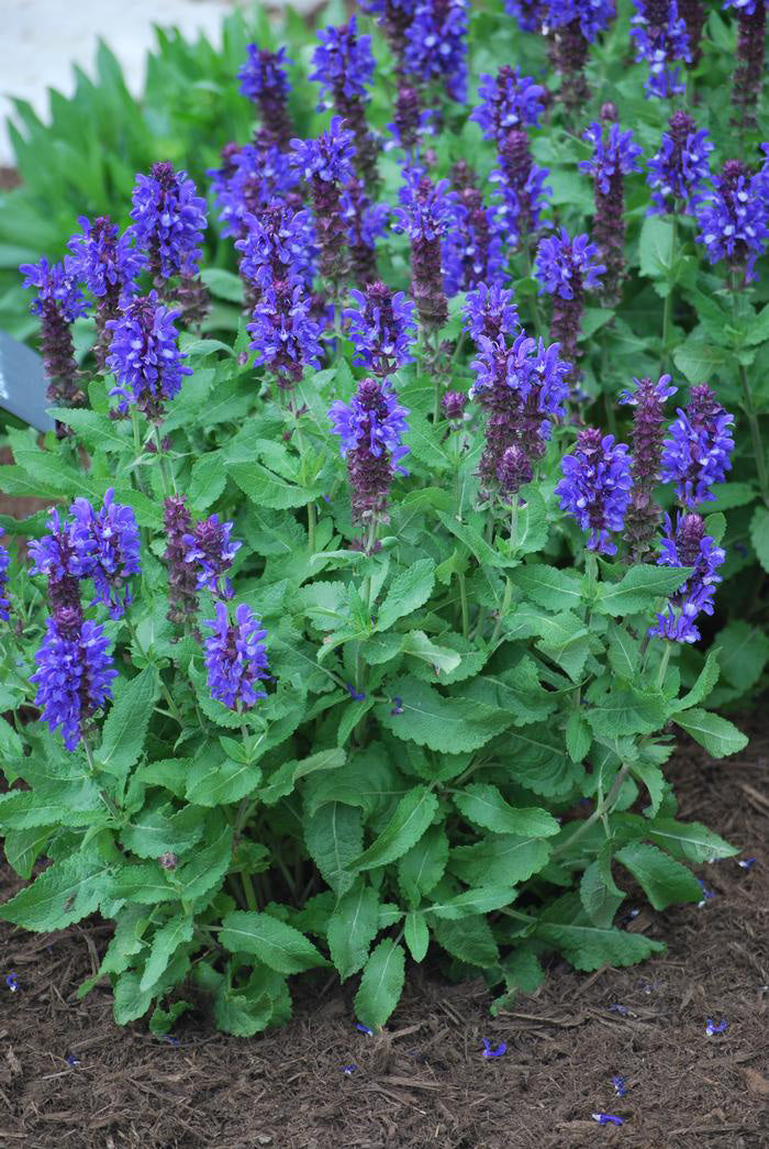 Blue Marvel or 'Lyrical Blue' Salvia