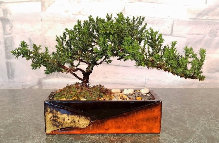 Bonsai in  Mosaic Vase
