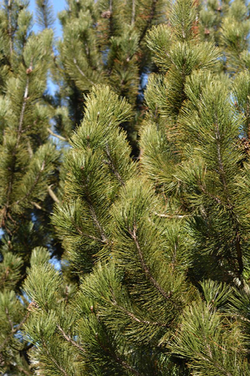 Bosnian Pine