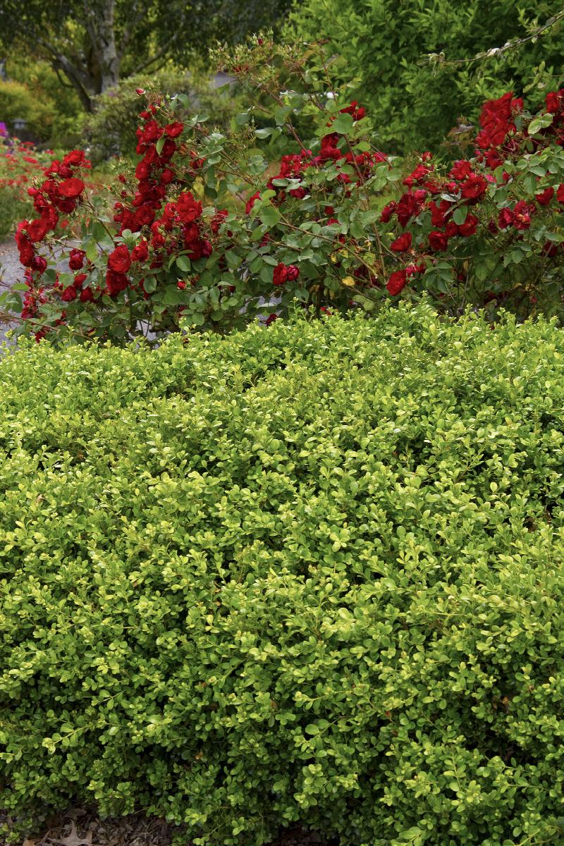 Green Beauty Boxwood | Little Red Nursery, LLC