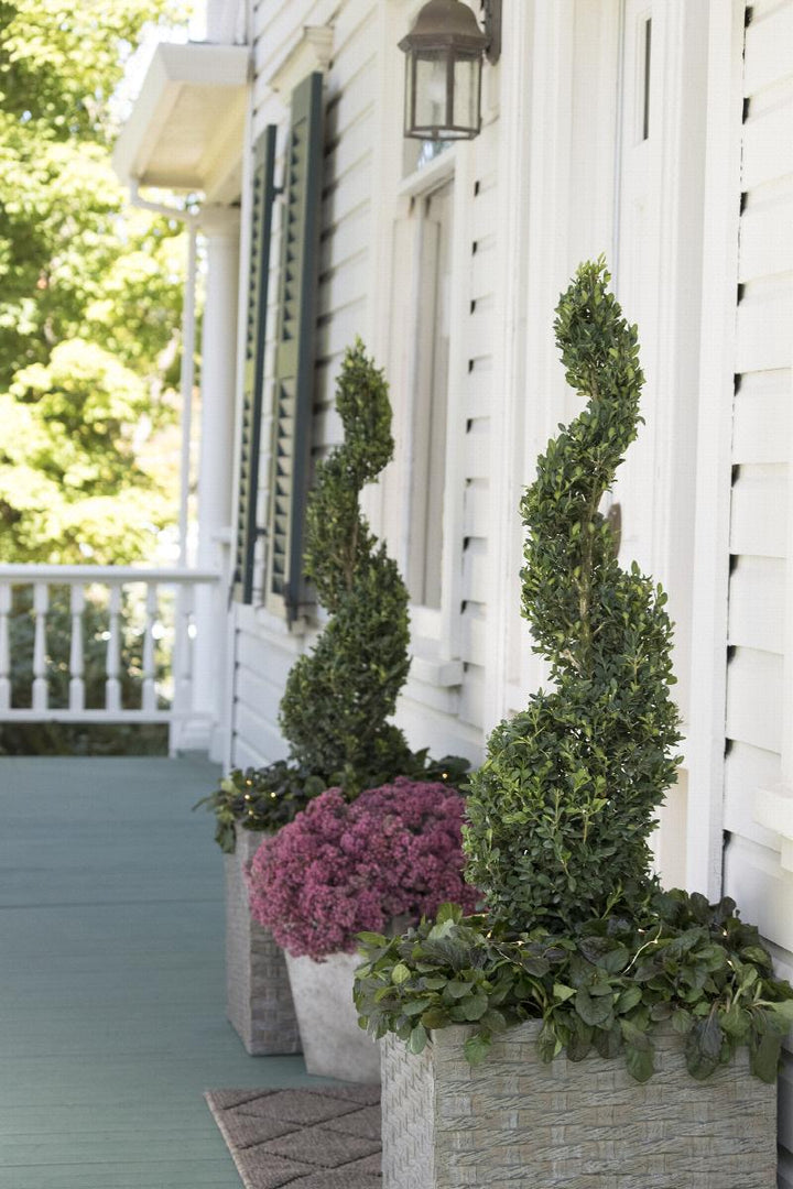 Green Tower® Boxwood