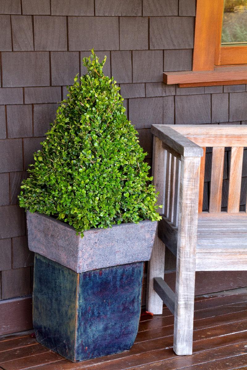 Winter Gem Boxwood | Little Red Nursery, LLC