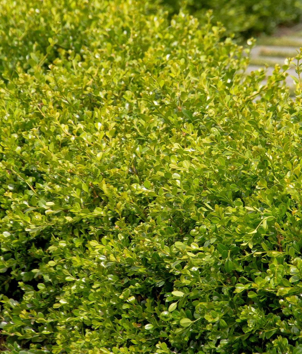 Winter Gem Boxwood