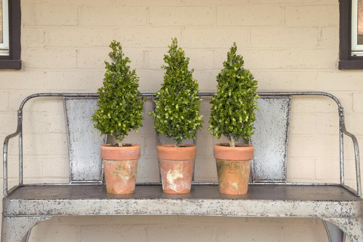Faulkner Boxwood