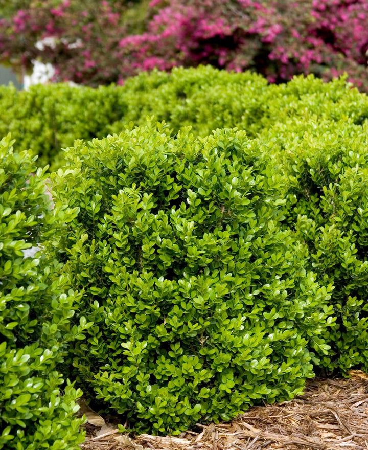 Faulkner Boxwood