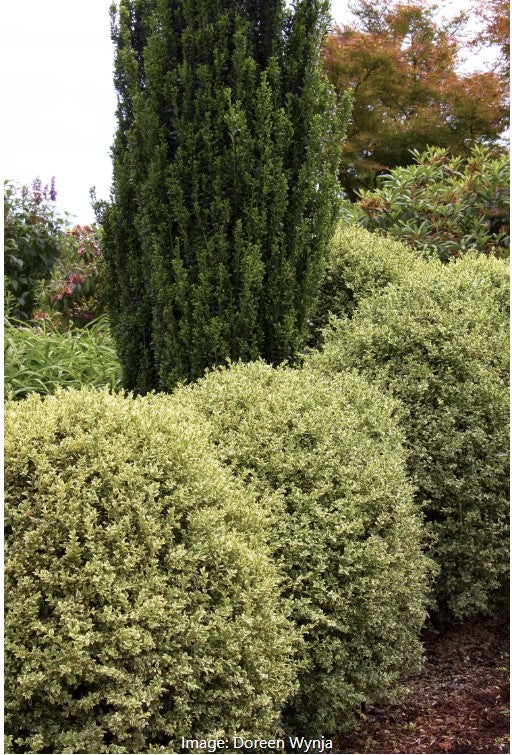 Variegated English Boxwood