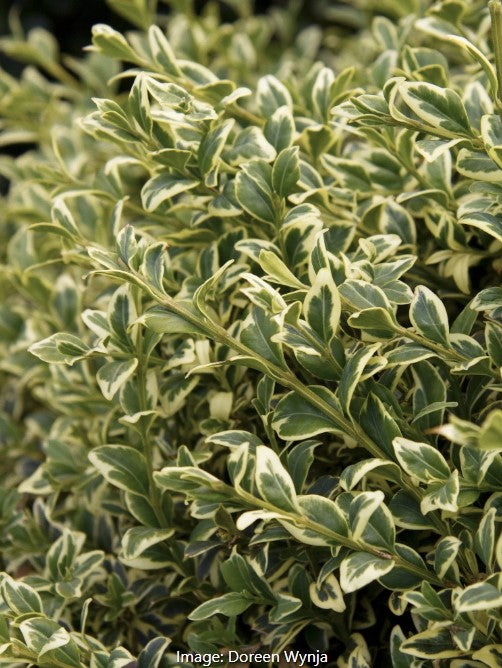 Variegated English Boxwood