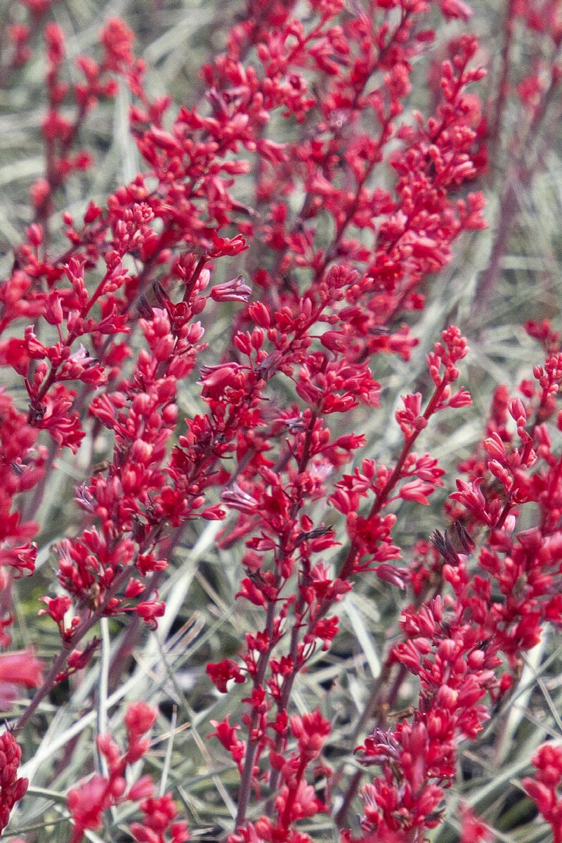 Brakelights® Red Yucca