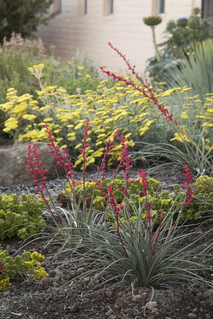 Brakelights® Red Yucca