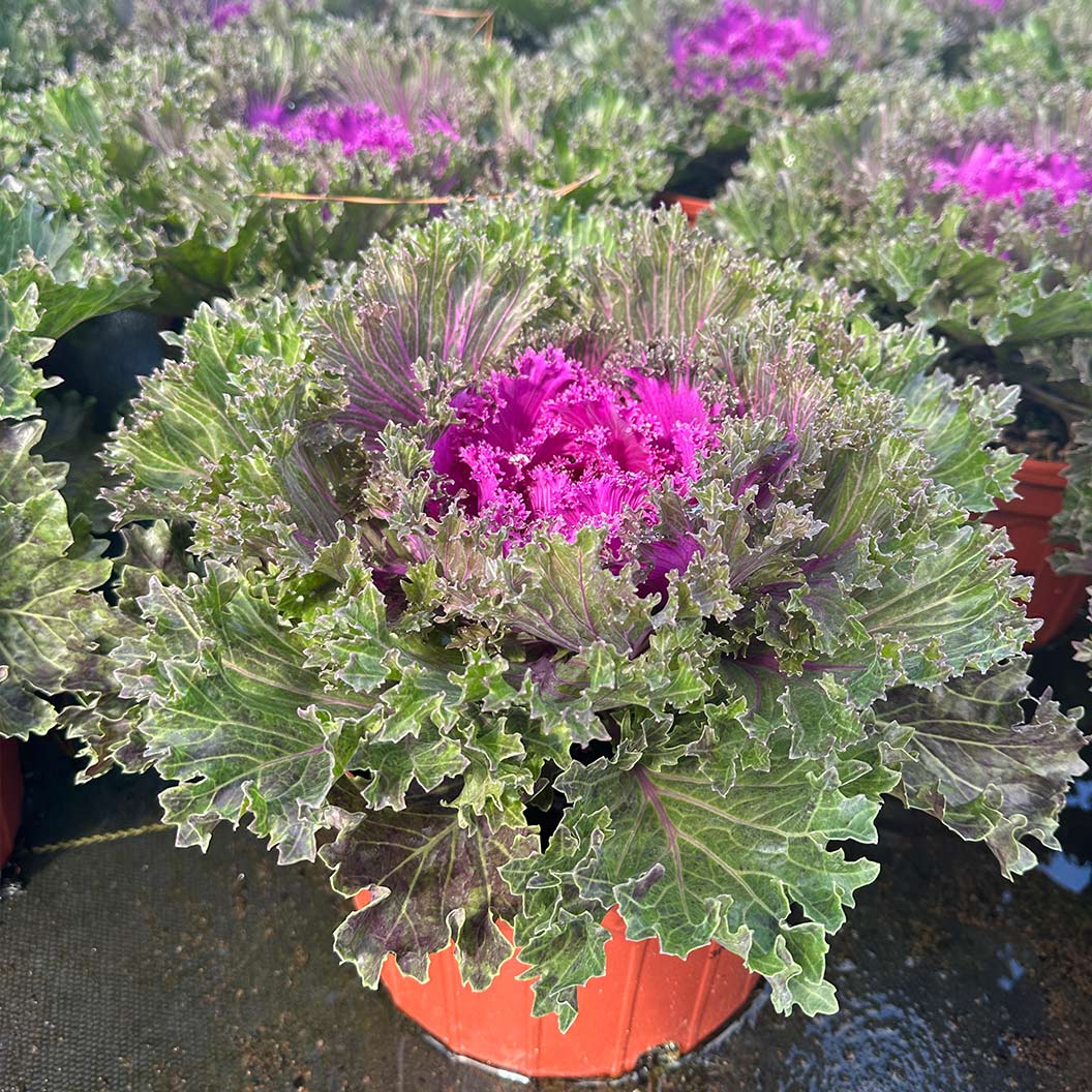 Ornamental Cabbage and Kale GROWN IN LUBBOCK