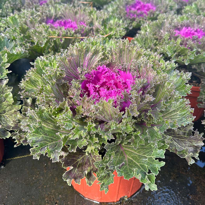 Ornamental Cabbage and Kale GROWN IN LUBBOCK
