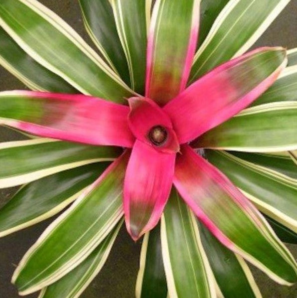 Bromeliad Magali