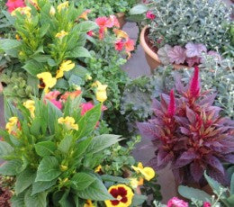 Bert's Best 10" Patio Pots