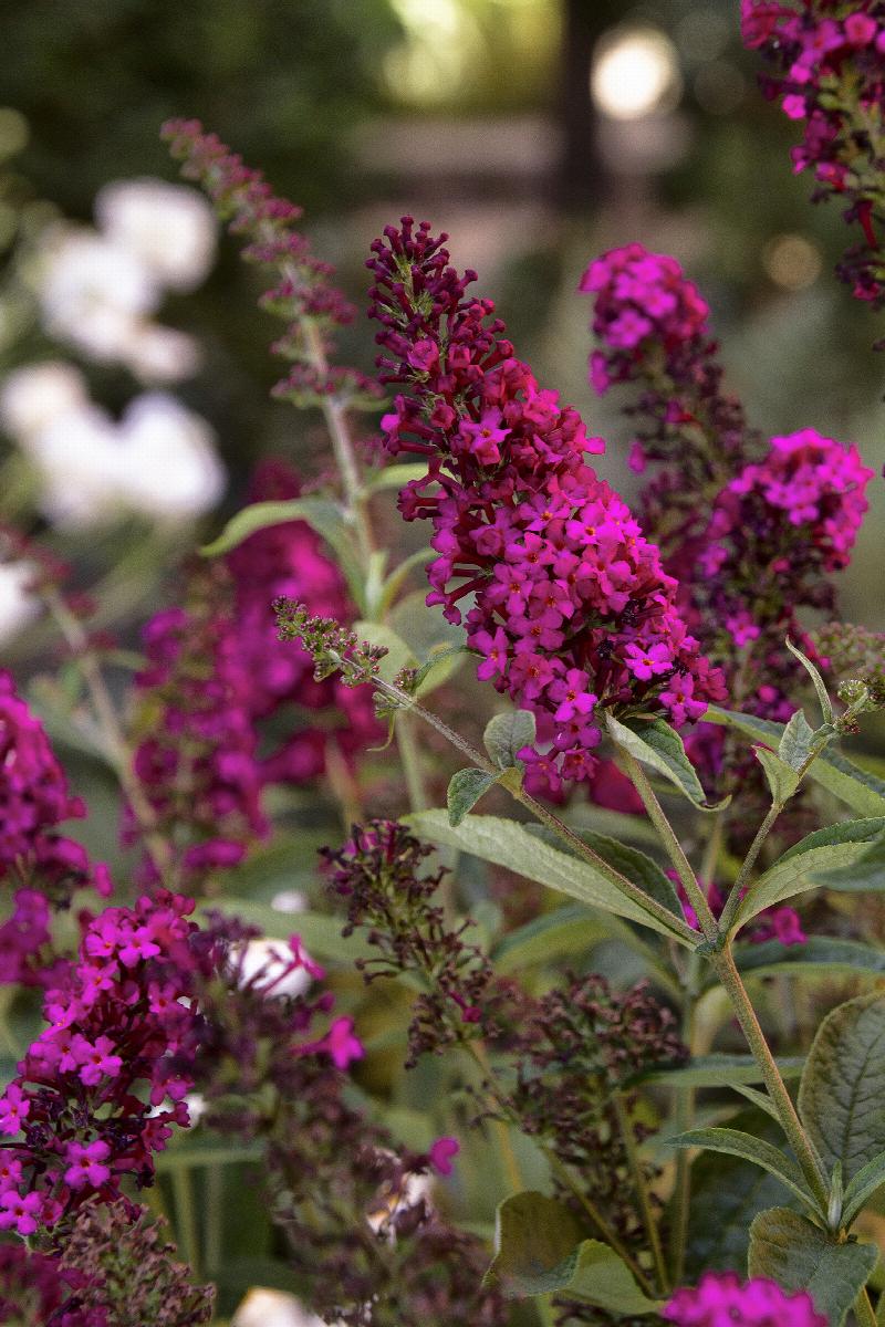 Royal Red Butterfly Bush