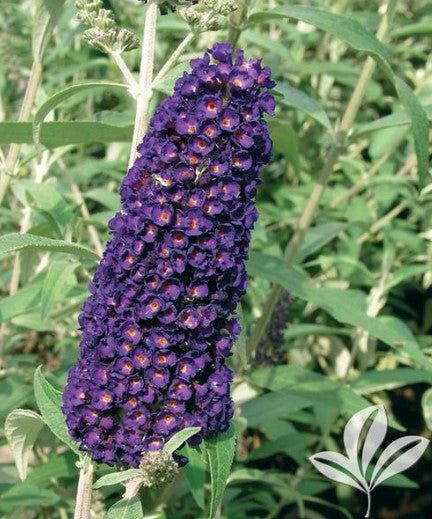 3 GAL BUDDLEIA