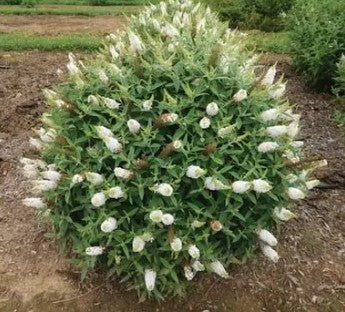 3 GAL BUDDLEIA